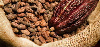 Cocoa Bean Processing Expeller Technology Cocoa Butter Cocoa Mass Cocoa Liquor Cocoa Powder